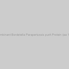 Image of Recombinant Bordetella Parapertussis purA Protein (aa 1-435)